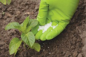 Hand adding fertilizer to plant