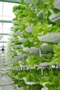 Lettuce grown in indoor vertical farming system. Photo: Valcenteu - Own work, CC BY-SA 3.0, https://commons.wikimedia. org/w/index.php?curid=9387472