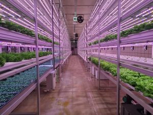 Vegetables growing in an indoor vertical farm, under LED lights. 